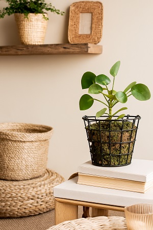 Eco-Friendly Home Decor